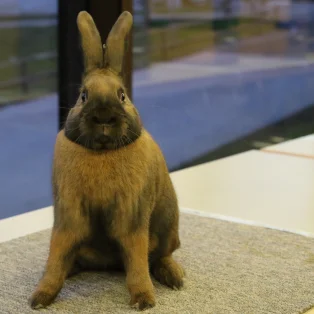 Kleintierausstellung